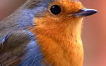 Banned By Facebook Bans Christmas Cards Of A Redbreast For Being “Sexual”